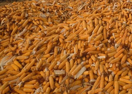 玉米水分測(cè)量?jī)x